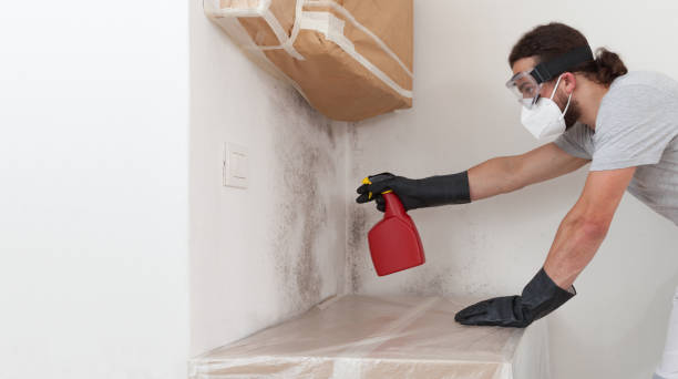 Basement Mold Remediation treatment on basement walls in Fairview